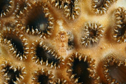 カクレモエビ属の1種