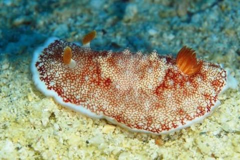 チリメンウミウシ