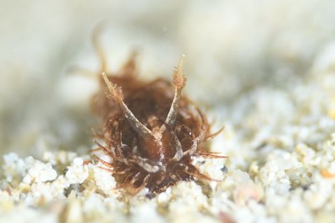 Madrella ferruginosa