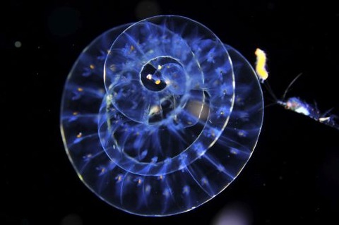 刺激的な水中生物