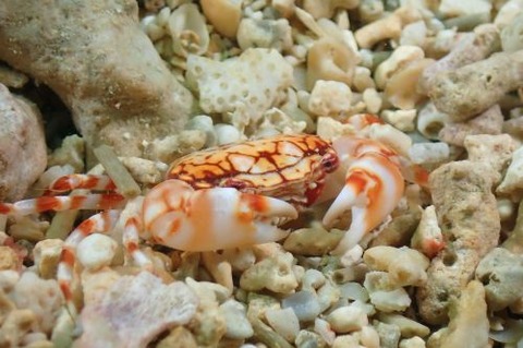 マルバガニ属の1種