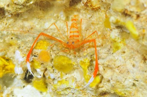 オクノスベスベオトヒメエビ