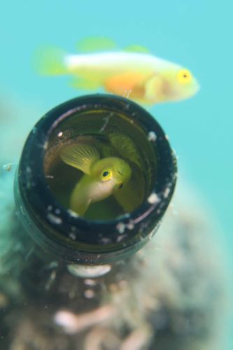 ナカモトイロワケハゼ