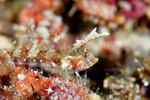 ホタテヘビギンポ