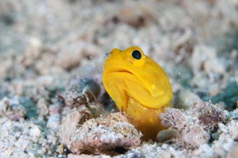 アゴアマダイ属の1種