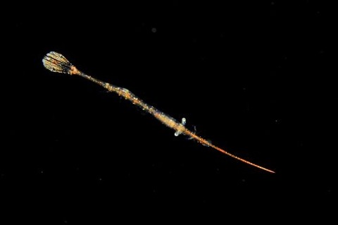 刺激的な水中生物