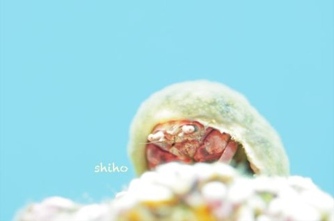 カイカムリ科の1種