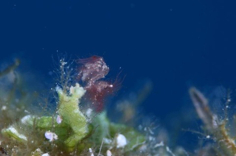 フィコカリス・シムランス