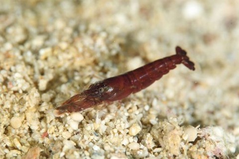 テッポウエビ科の1種