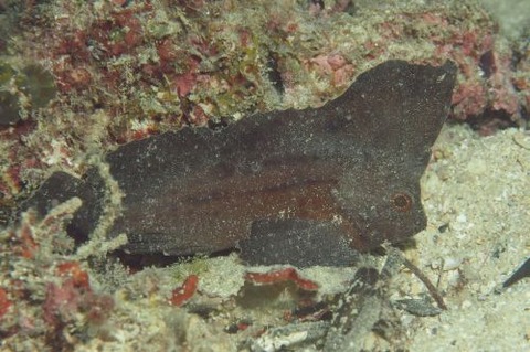 ツマジロオコゼ