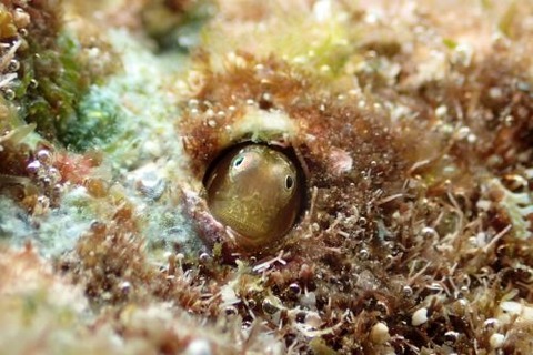 シシマイギンポ