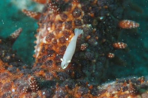 ヒトデヤドリエビ