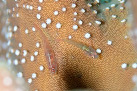 セボシウミタケハゼ