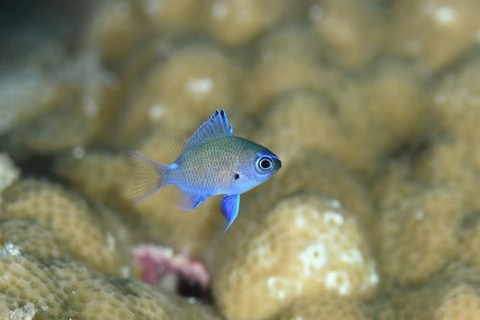 アマミスズメダイ