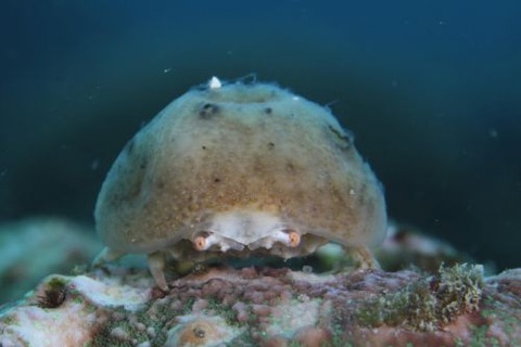 カイカムリ科の1種