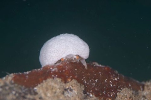 オガサワラカムリ