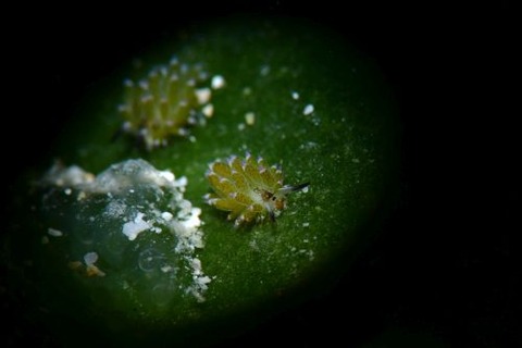 クサイロモウミウシ