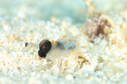 キヌハダウミウシ属の1種