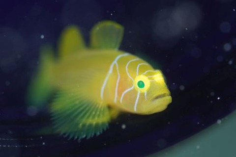 イレズミミジンベニハゼ