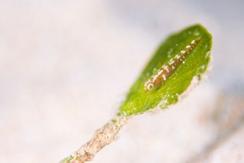 ウミショウブハゼ属の1種