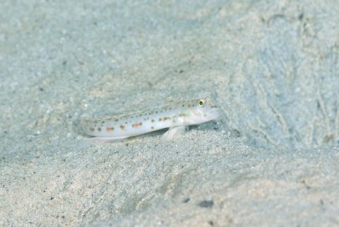 モヨウシノビハゼ