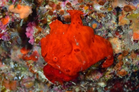 オオモンカエルアンコウ