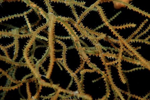 ビシャモンエビ