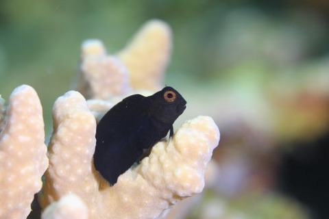 インドカエルウオ