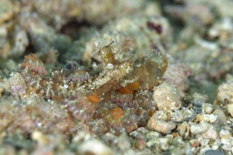 カクレダコのなかま