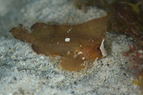 ツマジロオコゼ