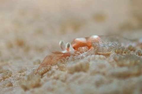 イソギンチャクモドキカクレエビ属の1種