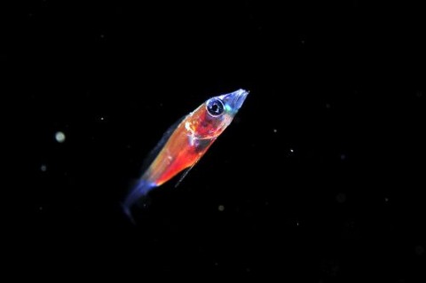 刺激的な水中生物