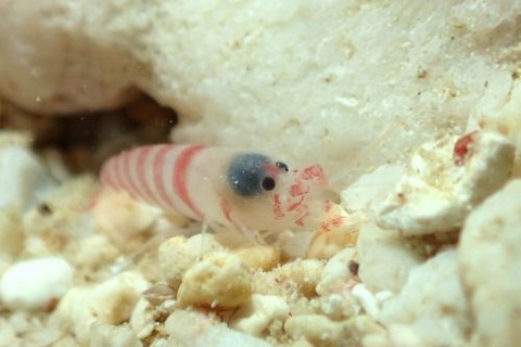 アカオビテッポウエビ