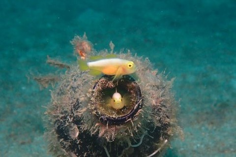 ナカモトイロワケハゼ