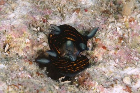 リュウグウウミウシ