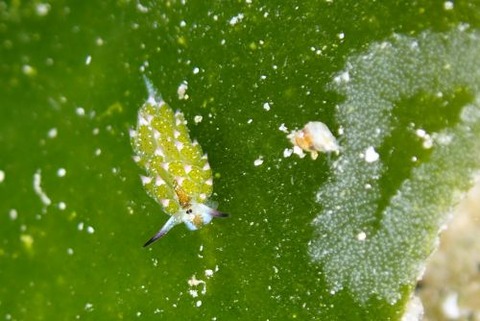 クサイロモウミウシ