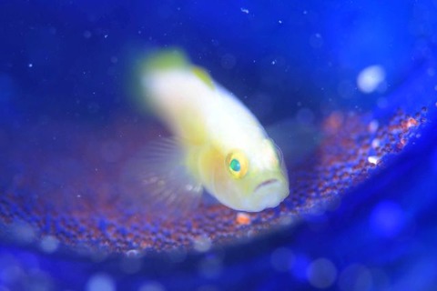 ナカモトイロワケハゼ