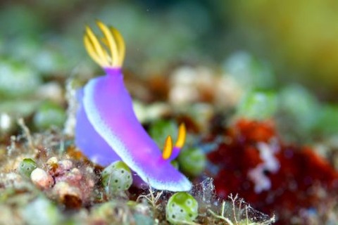 シンデレラウミウシ