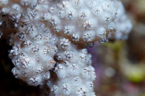 ウズラカクレモエビ