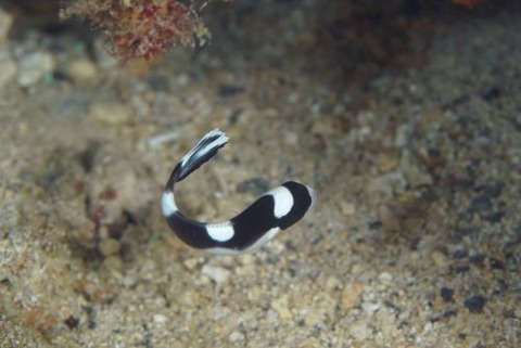 コショウダイ