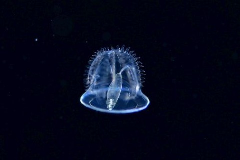 刺激的な水中生物