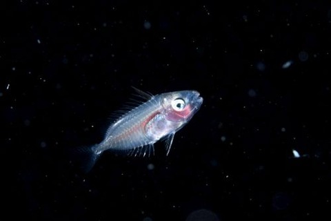 刺激的な水中生物