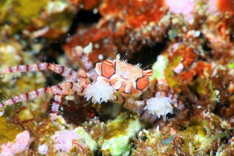 キンチャクガニ