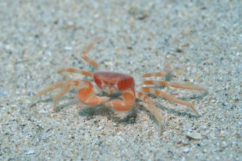 ケブカガニ科の1種
