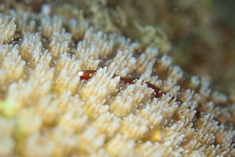 チンヨウジウオ