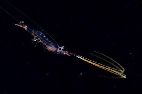 刺激的な水中生物