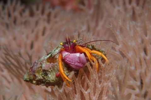 アデヤカゼブラヤドカリ