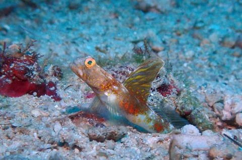 オニハゼ属の1種