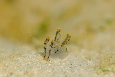 ツノザヤウミウシ