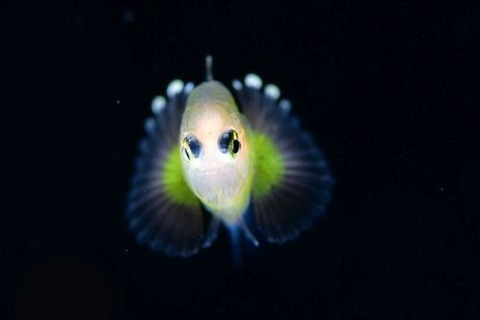 刺激的な水中生物